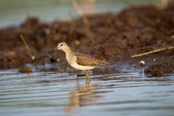 Common sandpiper, Actitis hypoleucos, India