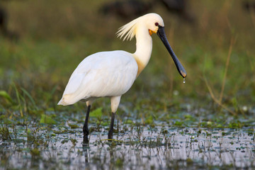 Eurasian spoonbill or common spoonbill, Platalea leucorodia, India
