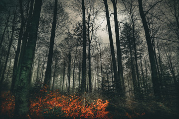 Magic dark forest. Autumn forest scenery with rays of warm light. Mistic forest. Beskid Mountains....