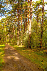 Obraz premium Las wiosną w słonecznym świetle nad Morzem Bałtyckim w Polsce