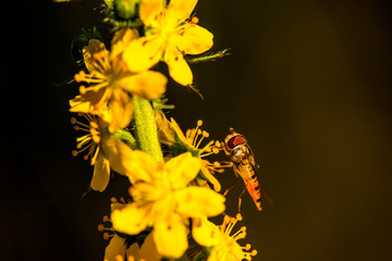 marmalade hoverfly on common agrimony flower