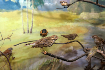 Scarecrow bird