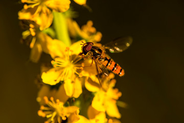 marmalade hoverfly on common agrimony flower