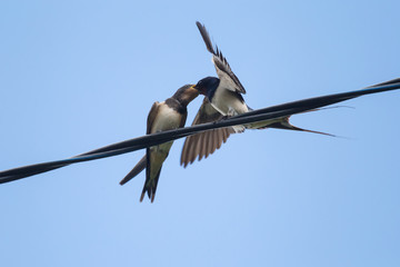 close up of swallow feeding its nestling on wire
