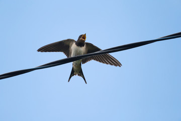 young swallow begging for food on wire