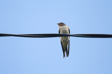 close up of barn swallow sitting on electrical wire