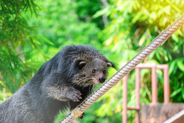 The Bearcat or Arctictis Binturong show is on the rope.