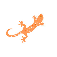 Gekko or Tokay gecko with curved tail on white background , Many white and orange color dots spread on brown skin of scary reptile 