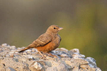 Rufous tailed lark, Ammomanes phoenicura, also sometimes called the rufous-tailed finch-lark, India