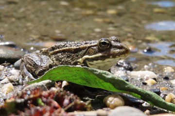 European common frog (Rana temporaria) hiding behind a green leaf