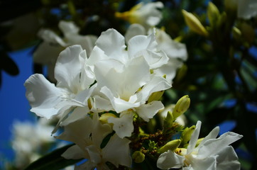 Delicate beautiful flowers of oleander on the coast of Turkey
