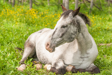Resting Horse in the Flower Meadow