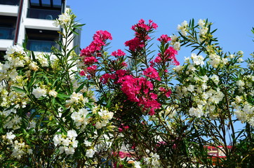Delicate beautiful flowers of oleander on the coast of Turkey