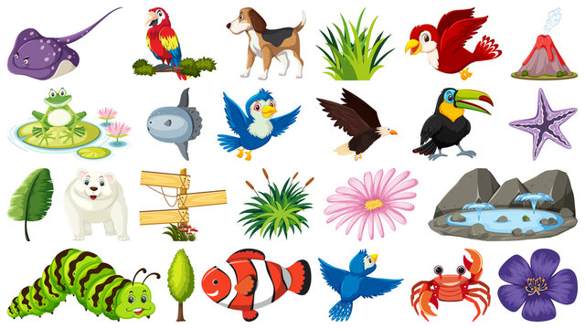 Set of different animal and nature objects