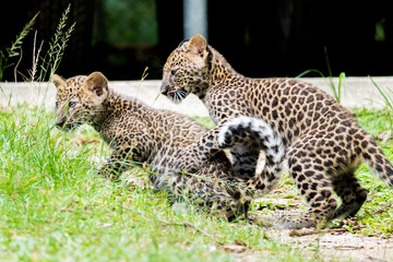 couple baby leopard in wildlife breeding station.