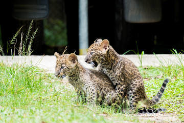 couple baby leopard in wildlife breeding station.