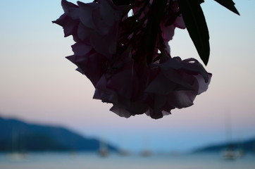 Delicate beautiful flowers of oleander on the coast of Turkey
