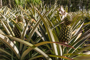 Obraz premium Pineapple fruit in plantation. Tropical pineapple fruit outdoor. Landscape of Pineapple Plantation in Phuket island, Thailand