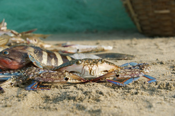 swimming blue crab. fishermen caught a floating crab along with fish