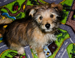 Naklejka na ściany i meble A purebred puppy is sitting on a green carpet for children. Light color with black stripes.