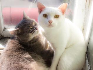 White cat and gray cat are hugging.