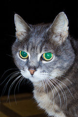 Gray cat with glowing green eyes.