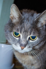Gray cat with yellow eyes.