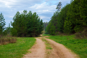 Fototapeta na wymiar the road in a pine forest