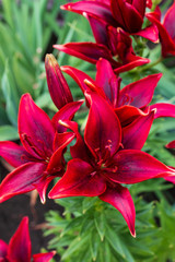 red lily flowers in the garden