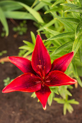 red lily flowers in the garden