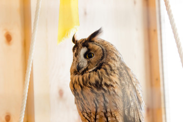 Owl at the zoo for the cage.