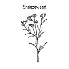 Sneezeweed achillea ptarmica , medicinal plant.