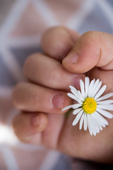 Gänseblümchen in der Hand