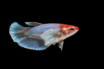 Beautiful style of betta fish, Siamese fighting fish, betta splendens (Halfmoon betta), isolated on a black background.