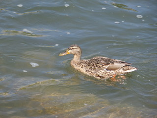Duck