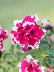 Pink flower petals are colored to see the delicate white mix on burred of nature background