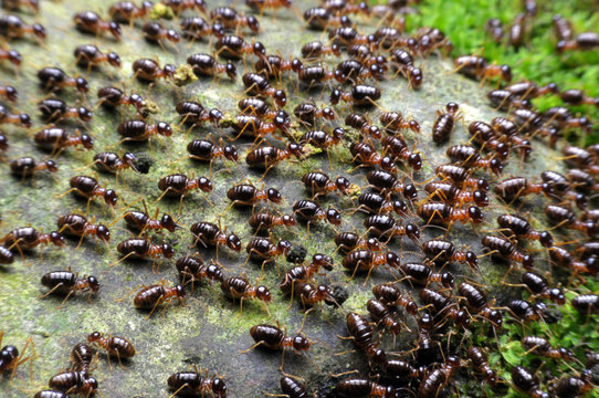 Many termite swarms Migrating from low to high Because the rain is falling This is the special ability of termites.