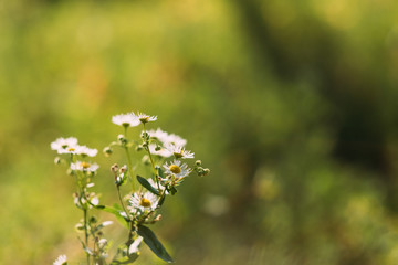White blooming chamomile flowers over blur green grass. Nature background. Copy space.