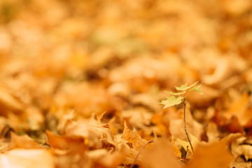 Defocused golden autumn foliage. Blurred yellow leaves on ground. Fall nature background.