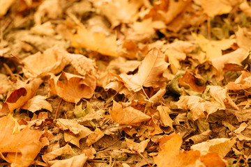 Autumn nature park. Closeup of golden foliage. Fallen leaves on ground. Blur background.