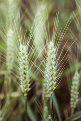 Epis de blé, culture de céréales