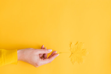 Fototapeta premium Harvest time. Woman hand reaching after single yellow maple leaf over orange background. Copy space.