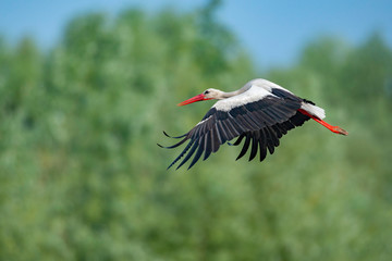 White stork flying in mid air, with blured background. 
