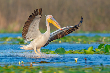 The great white pelican landing with open wings on the water, with it's legs touching the water with big splash. Photo taken in Danube Delta.