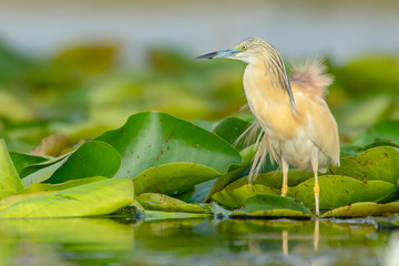 a Squacco heron standing on leaves above the water. Photo taken in Danube Delta. The bird has a few feathers wide open.