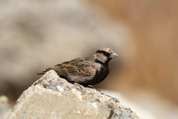 Ashy crowned finch lark, Eremopterix griseus, Solapur, Maharashtra, India
