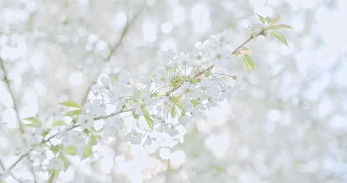 Closeup of a apple tree branch with blossoms and beautiful white petals &ndash; filmed in 4k slowmotion