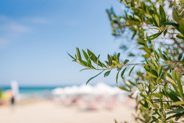 Olive tree branch near a beach