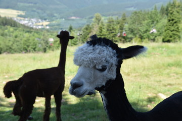 Naklejka premium Alpaca