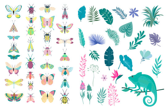 Set of plants and insects - beetles, butterflies, moths. Editable vector illustration